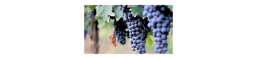 Vins rouges de la région des Marches - Achetez vos vins en ligne