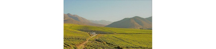vin chilie vins chilie La vallée de Curico