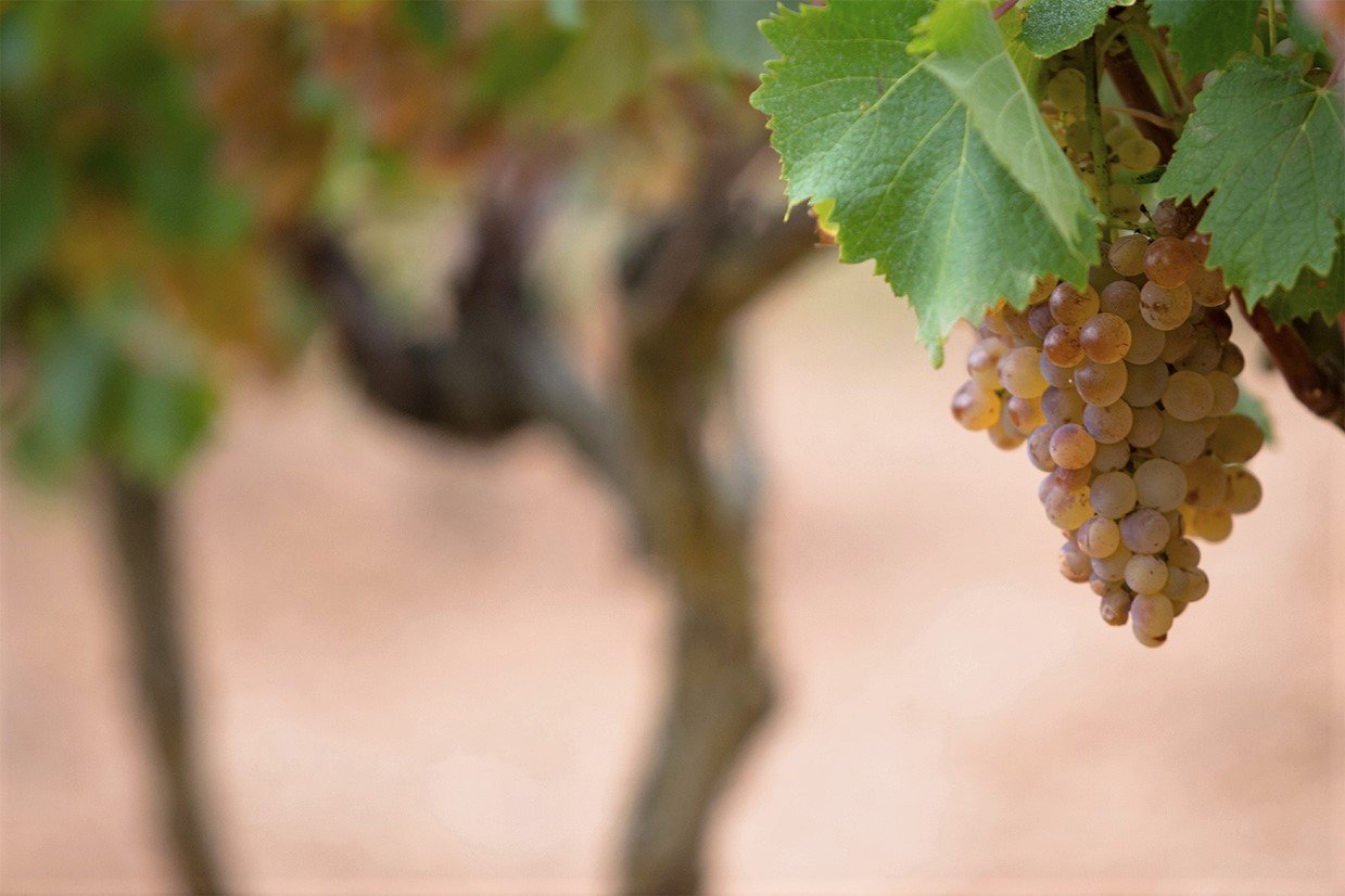 Domaine de la Rose des Vents